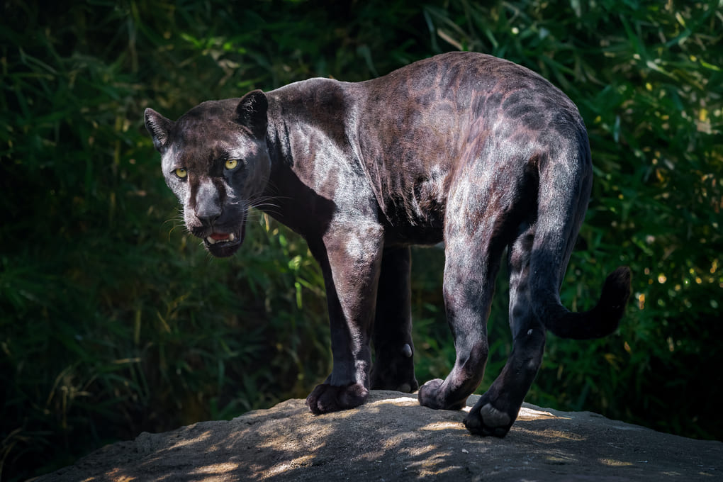 Conservación de felinos en Panamá según Max van Rijswijk